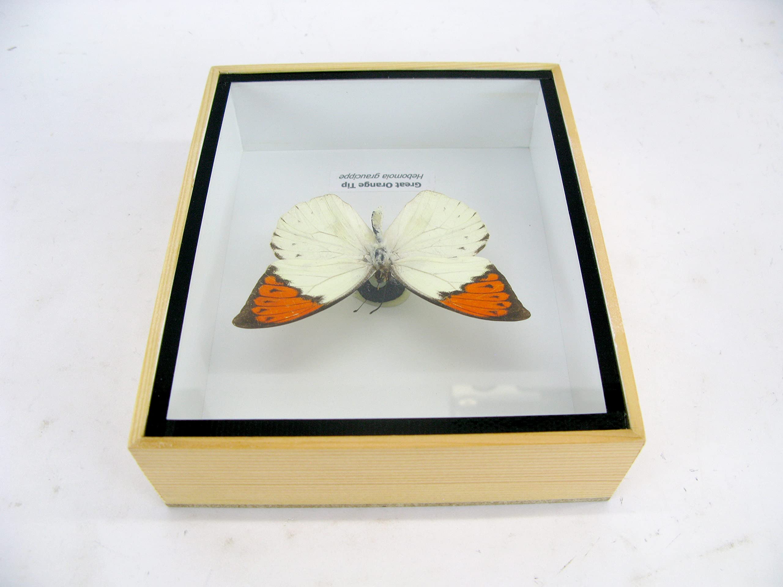 asiahouse24 Ein echter exotischer präparierter Schmetterlinge im Bilderrahmen Wandbild Schaukasten Entomologie Taxidermie (Great Orange Tip)