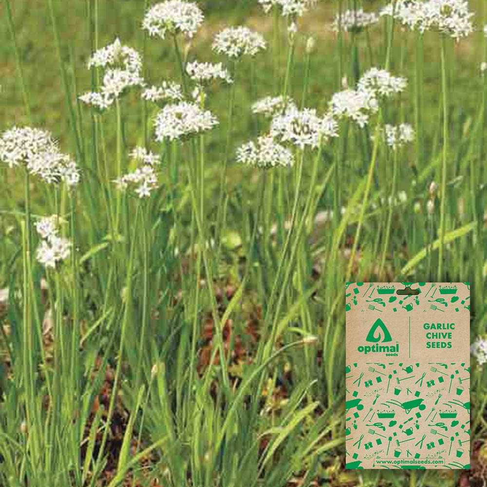 See full amazon price history chart for Optimal Seeds Garlic Chive Herb Seeds Optimal Seeds Garlic Chive Herb Seeds (B0B5ZNFJYS) Amazon Price History, Amazon Price Tracker
