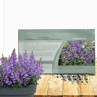 Outsidepride Serena Blue Angelonia Snapdragon Seeds for Planting - 15 Pcs Perennial Flower Seeds, Pollinator-Friendly, Heat, Humidity & Drought-Tolerant, Compact Growth Habit for Containers