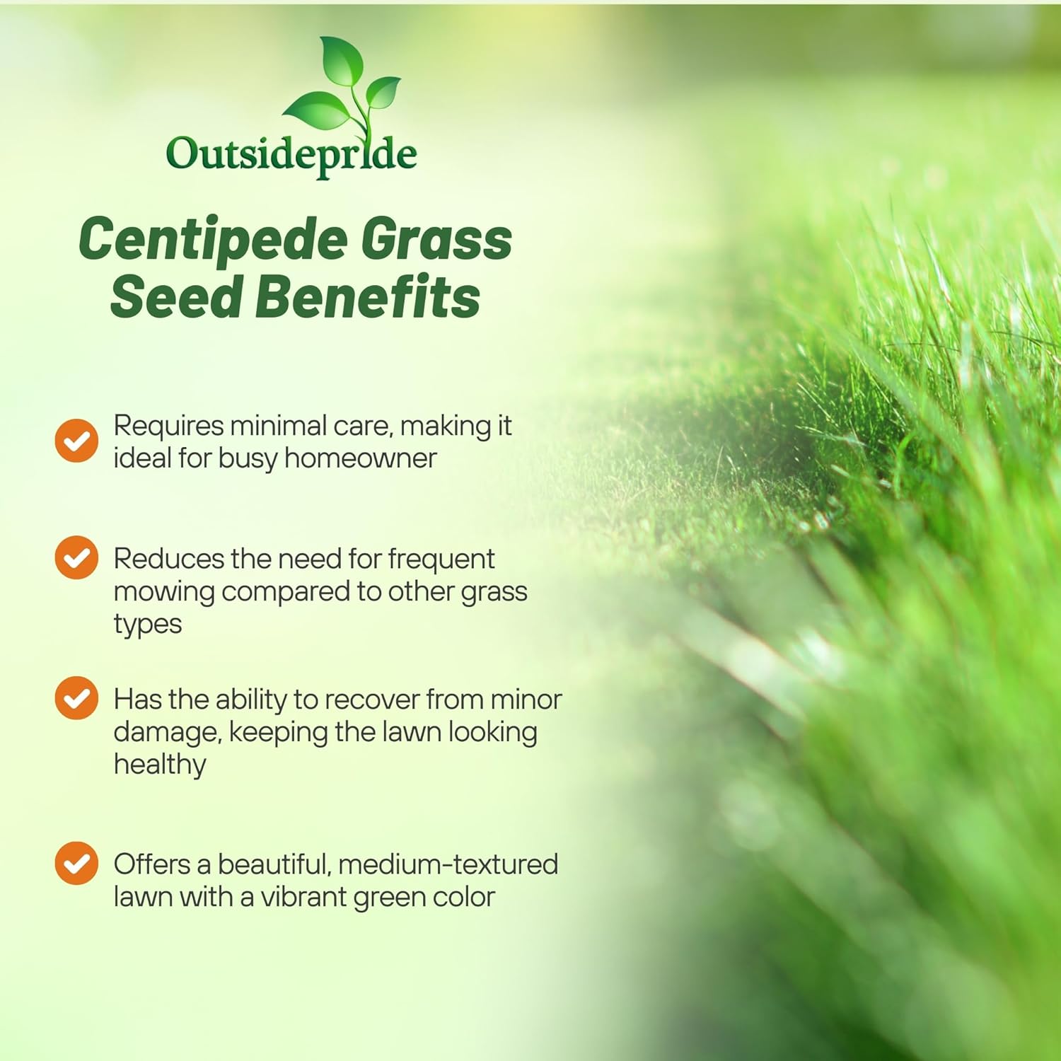 Outsidepride Centipede Grass Seed - 1 Lb Slow Growing, Shade & Drought Tolerant, Coarse Leaved Warm Season General Purpose Turf Grass Seed, Ideal Versatile & Low Maintenance Lawn Solution