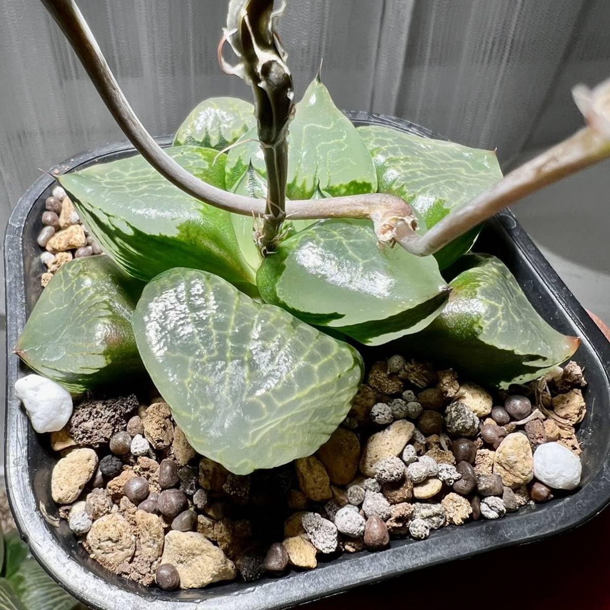 Amazon.co.jp: 令和5年採る ハオルチア 竹虎種子 30粒 : DIY