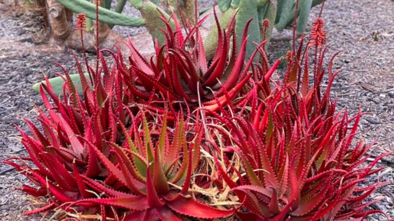 Aloe Vera 10 Seeds for Planting at Home, Red Variety (B0CZN81PMN) Amazon Price History, Amazon Price Tracker