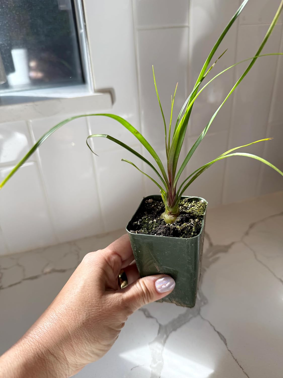 Ponytail Palm (Beaucarnea Recurvata) Live Indoor House Plant in 2-Inch Pot – Low Maintenance, Air-Purifying Plant (2)