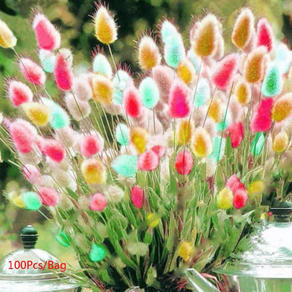 100Pcs Rabbit Tails Grass Seeds Colorful Seeds Bonsai Garden Plants Seeds Flower Seed
