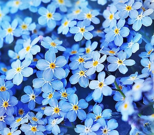 Miniatura 1 de Forget Me Not Seeds - 5000 semillas de flores - Semillas perennes de cobertura del suelo para tulipanes y otros bulbos - Cubierta de suelo con