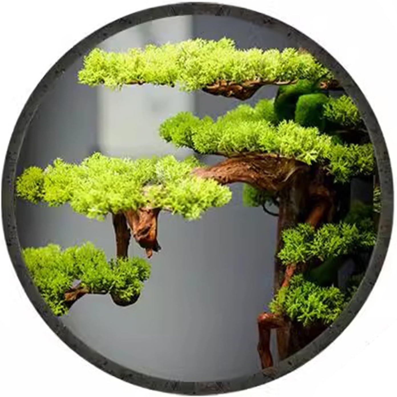 1斑入り　アンスリウム　ミシェル　x クリスタルシルバー 1斑入り アンスリウム ミシェル x クリスタルシルバー 1斑入り