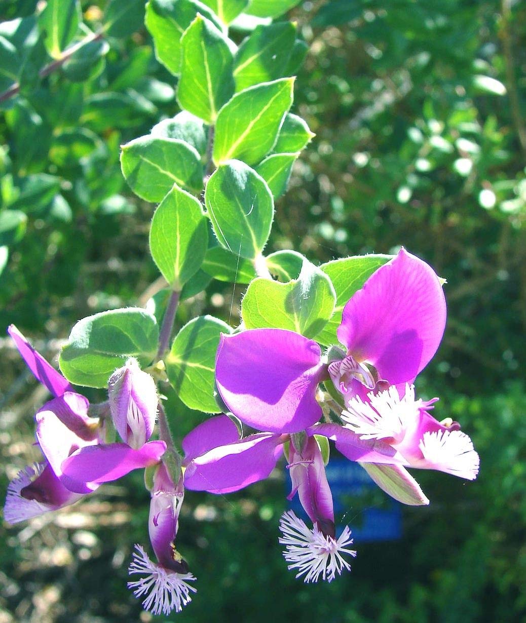 Portal Cool 9Cm Can: Polygala X Dalmaisiana