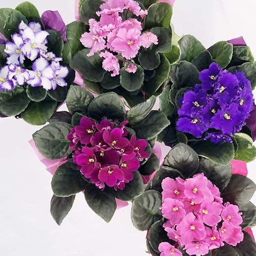Exotic Mix African Violets Flower Seeds Pack 30 Pcs Indoor Plant