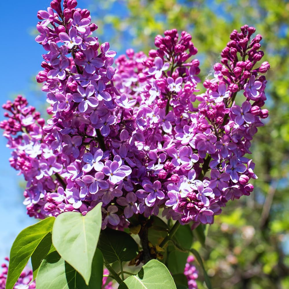 Lilac Bushes Live Plant, Purple Old Fashion Lilac Tree Live Plant for Growing 20 Inc to 30 Inc Tall Seedling