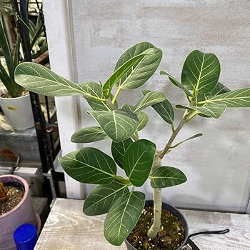 大型　フィカス　ベンガレンシス　オードリー　陶器鉢　植え込み発送 Amazon.co.jp: フィカス ベンガレンシス オードリー① 5号 鉢底