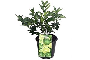 Persian Lime Tree In 6" Pot