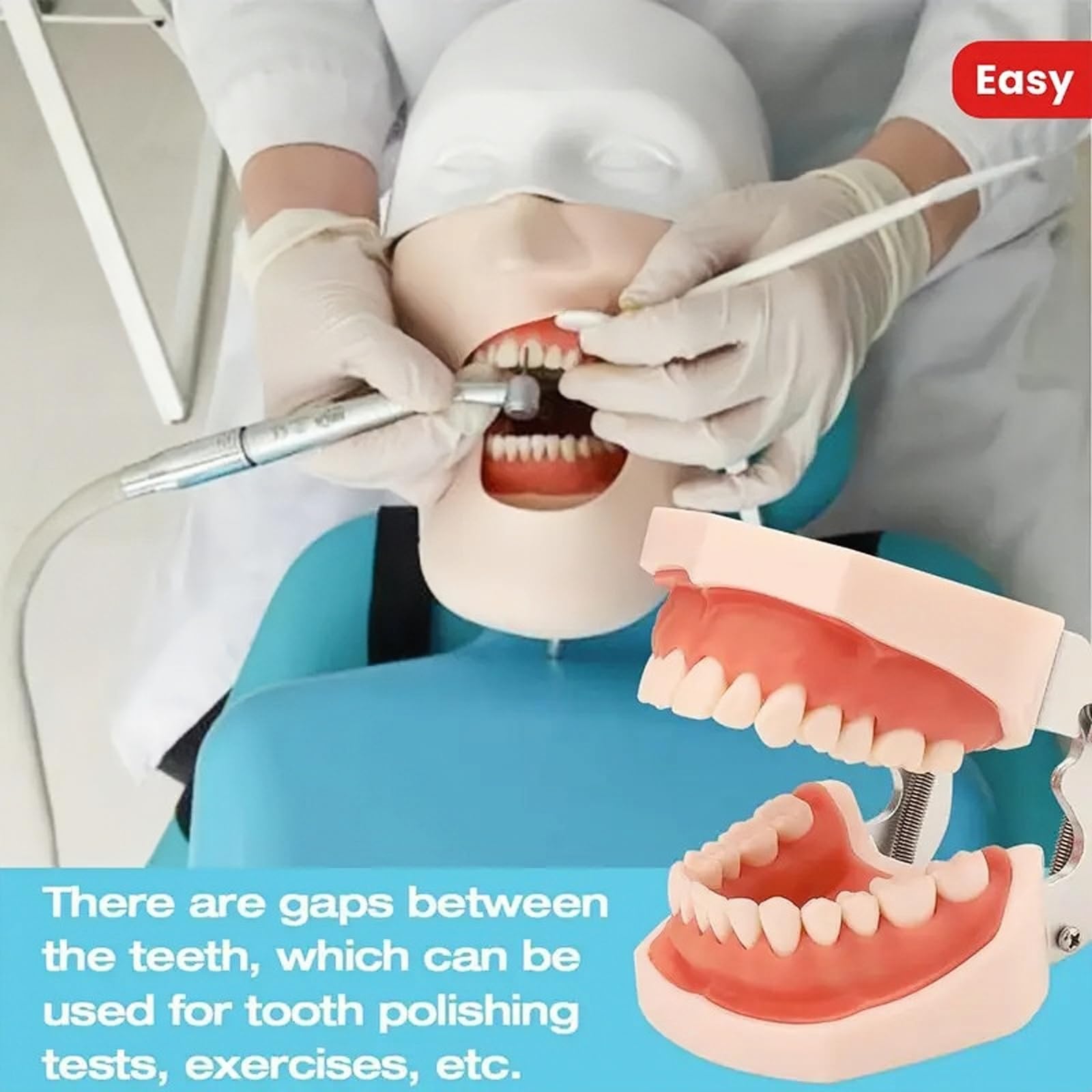 Modelo de dientes dentales de tipodonto, completamente desmontables, modelo de 28 dientes, adecuado para enseñar, practicar y estudiar, viene con un pequeño destornillador