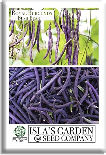Semillas de frijol Royal Burgundy Bush para plantar, 30 semillas tradicionales por paquete, semillas de jardín de Isla (semillas de jardín de Isla),