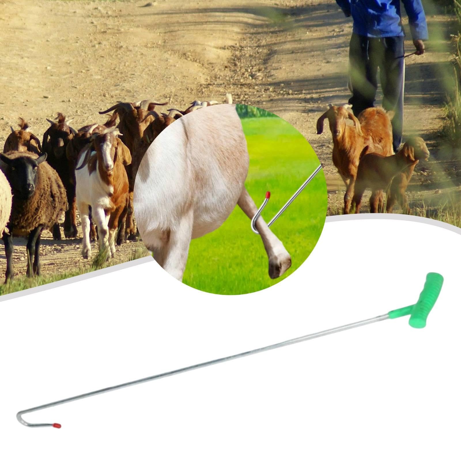 Gancho para Ovejas Herramienta de Sujeción Equipo Capturador Gancho Resistente Ergonómico Hecho de Hierro Compatible con Granjas Hogares Veterinarios, 90cm
