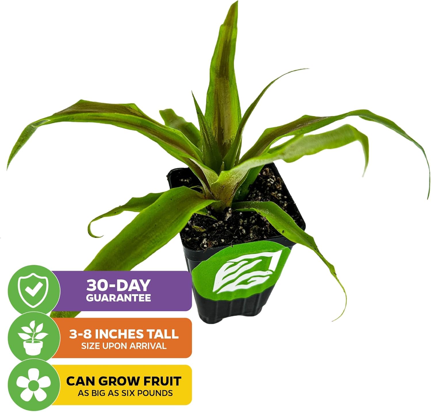 Sugarloaf Pineapple (Kona Sugarloaf) Live Plant - Ananas Comosus - Wellspring Gardens Starter Plant - Ideal Pineapple Plant Live Easy to Grow Starter Plant Great for Outdoor & Patio (2-Pack)