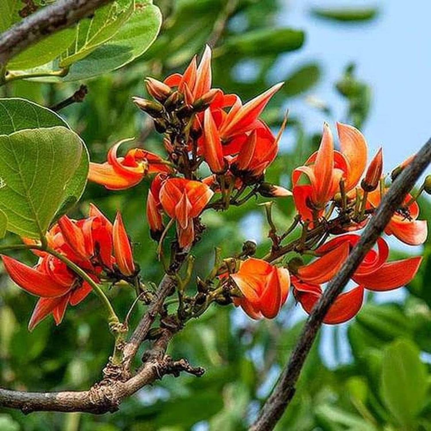 Palash/Flame Of The Forest (Butea Monosperma) Ornamental/Medicinal Live Plant (Home & Garden)