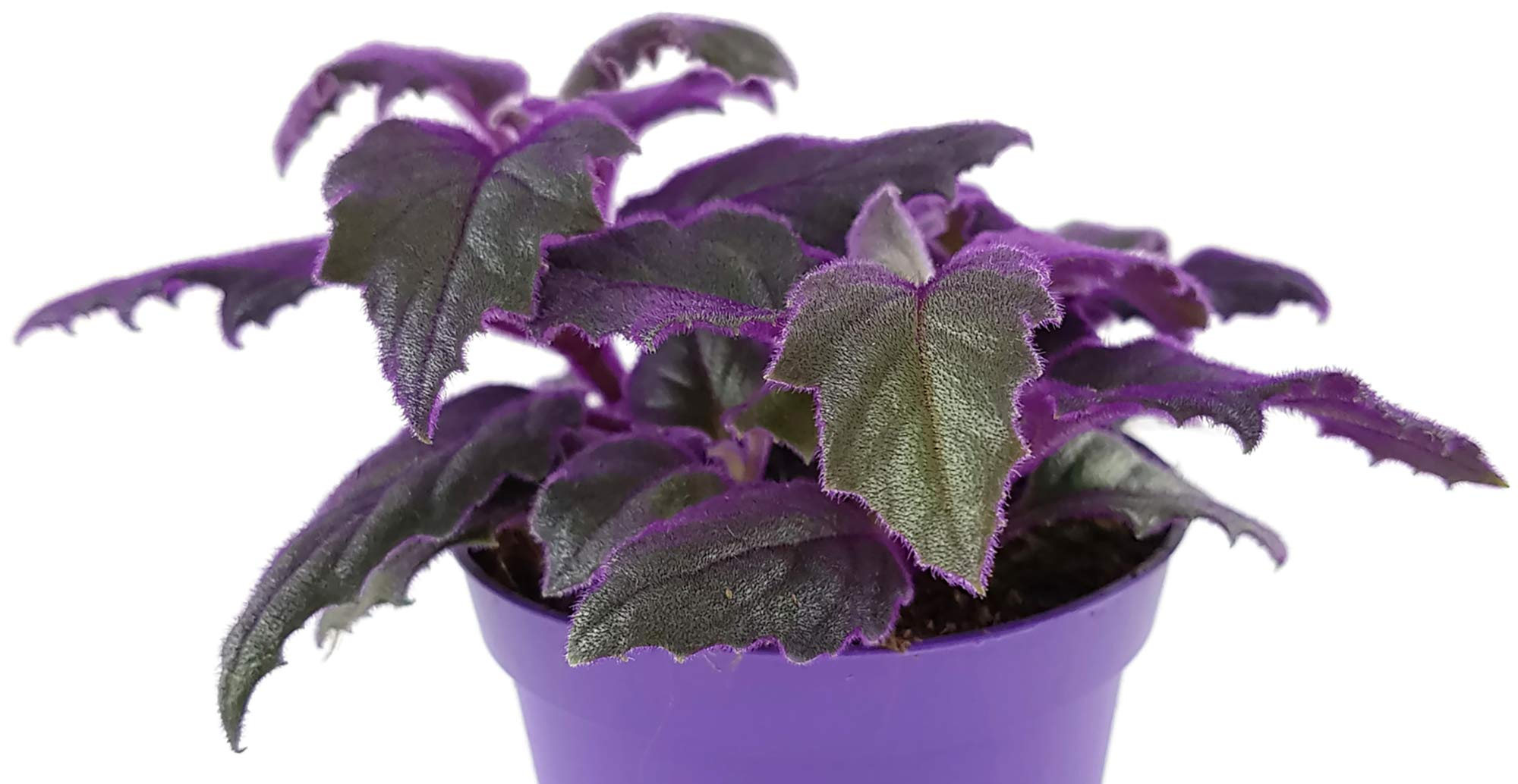 violette Samtnessel - Gynura aurantiaca - fantastische Zimmerpflanze fr  einen hellen Fensterplatz - beeindruckender Schimmer der Bltter - eine  auergewhnliche Zimmerpflanze : Amazon.de: Garten