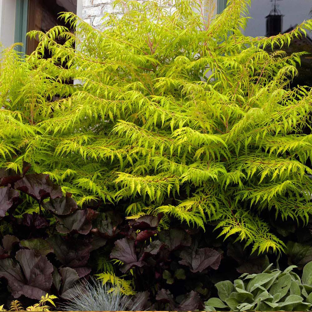 Thompson & Morgan Hardy Perennial Flowering Shrub, Rhus Typhina ‘Tiger Eyes’, Potted Garden Plants Ideal for Wildlife Gardens, Patio and Containers 1 x 3.6L Pot