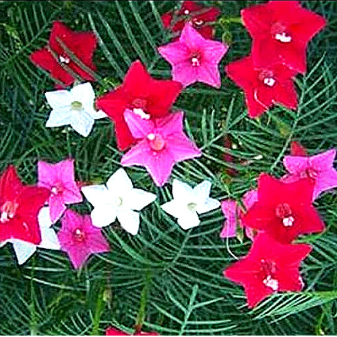 Ekaaksh - Red Pink White Mix Cypress Vine Seeds Star Glory Flower Humming Birds Vine Akashamulla Seeds for Home Gardening Summer Flower Seeds (30 per packet, Multicolor) (B0B728ZZ8N) Amazon Price History, Amazon Price Tracker