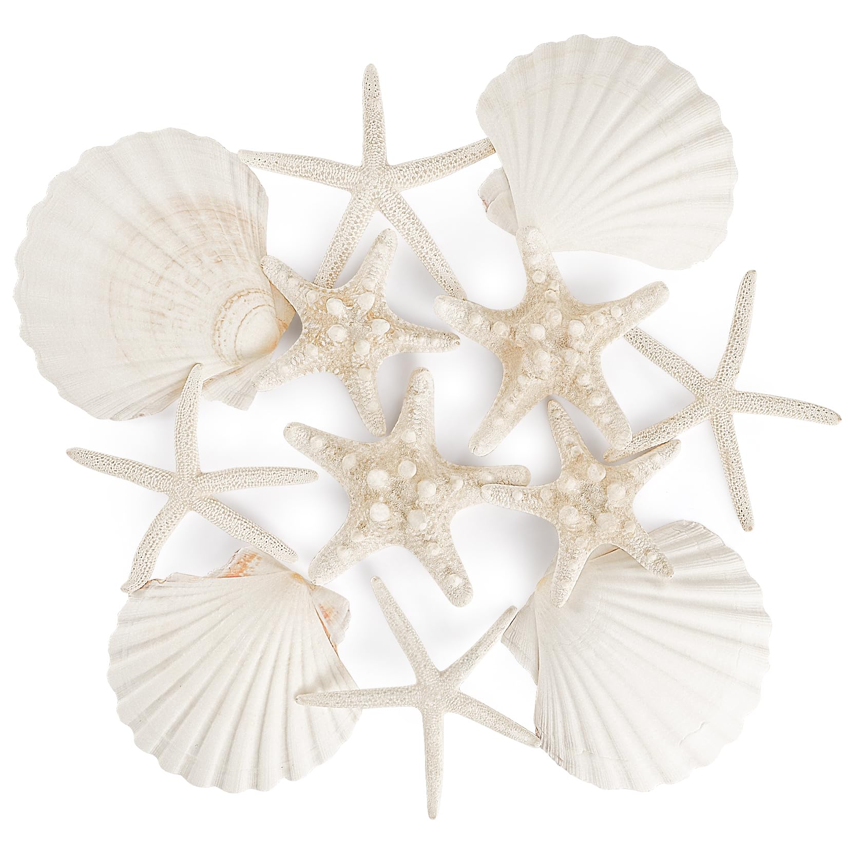 PPCLION 12 PCS Natural Starfish 4-5" and Scallop Shell for Crafts Making Beach Theme Party Wedding Decoration, Home Wall Decor, Christmas Ornaments