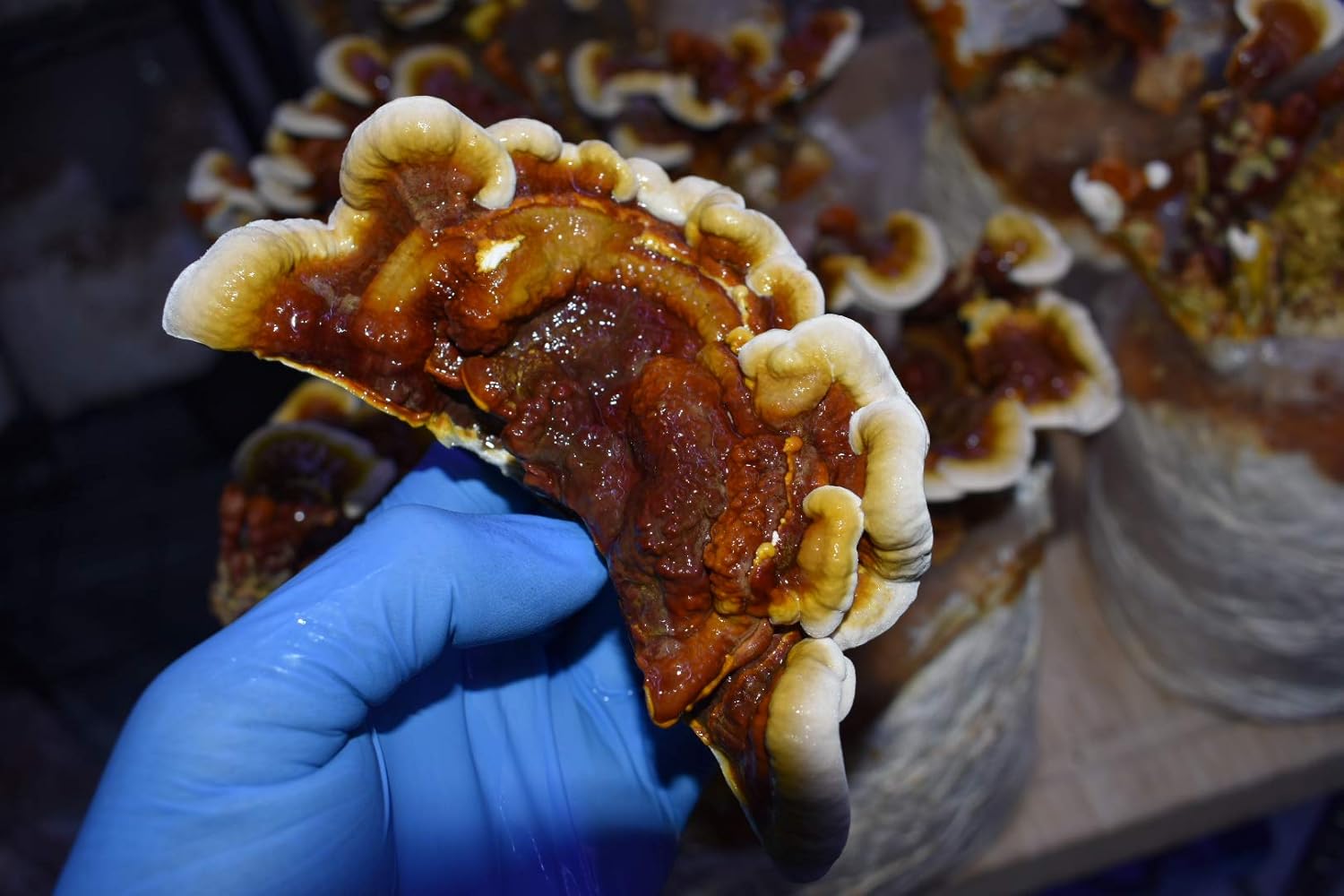 Unicorn Bag 3T for Mushroom Growers - 100 Count