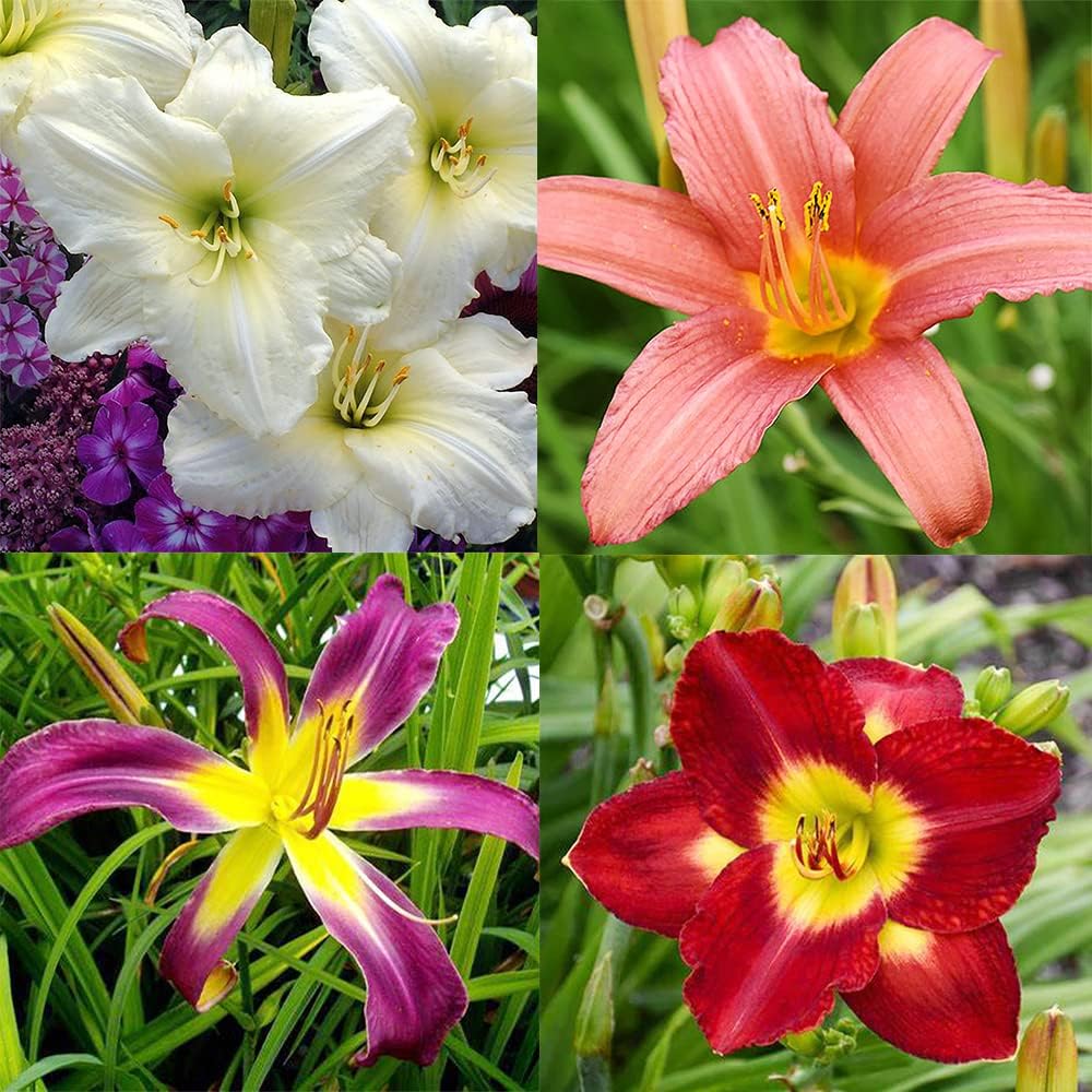 QAUZUY GARDEN 10 semillas mixtas de Hemerocallis Fulva de tigre leonado
