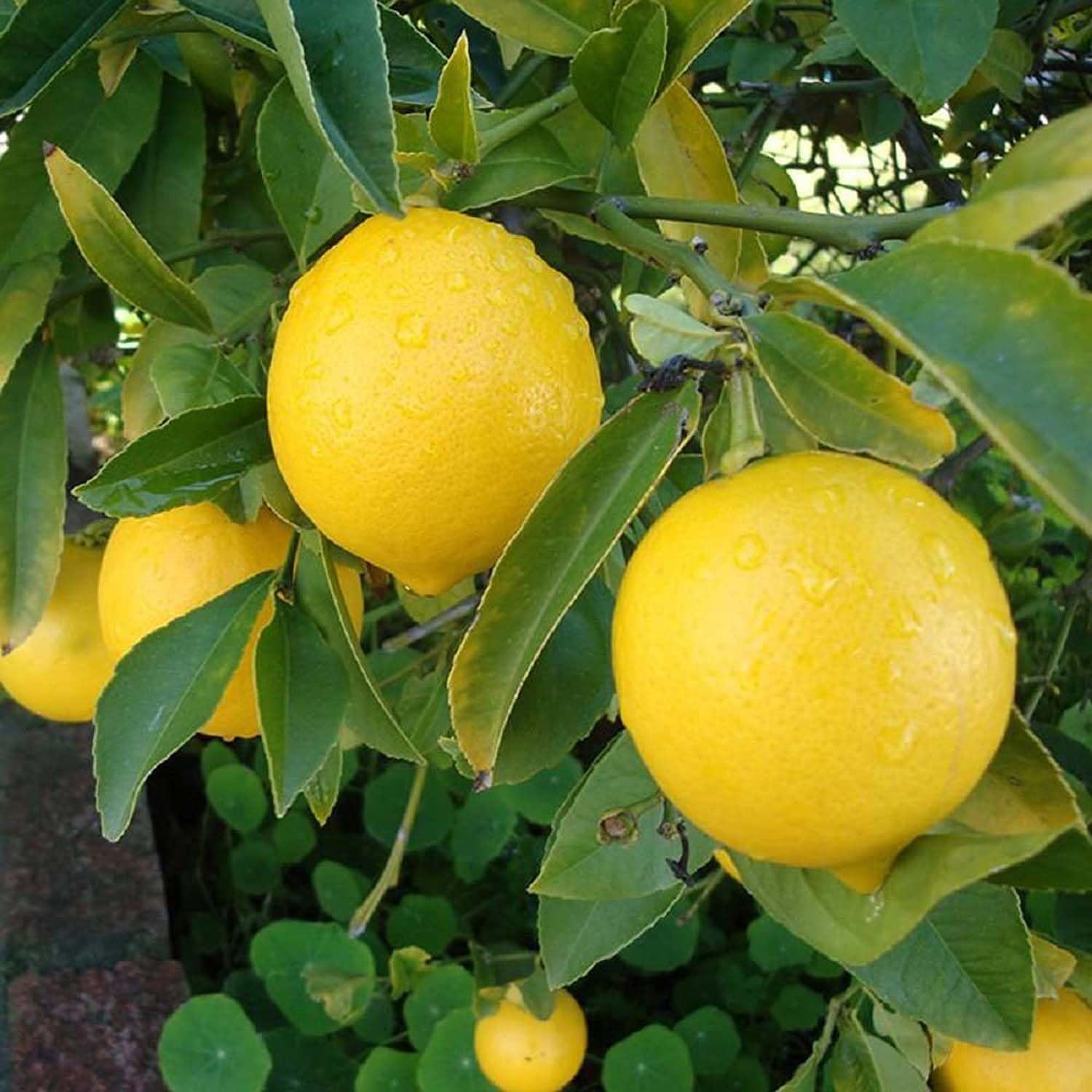 Nimbu Balaji Lemon Variety Fruit (Air Layering/Grafted) Live Plants & Tree(1-2 Feet Size)-image-19