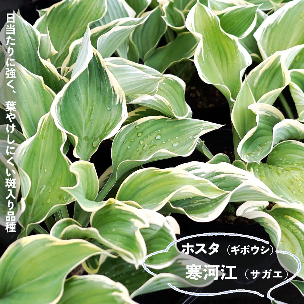 Amazon | ギボウシ ホスタ 【 寒河江（サガエ） 】 8号 ポット 大苗
