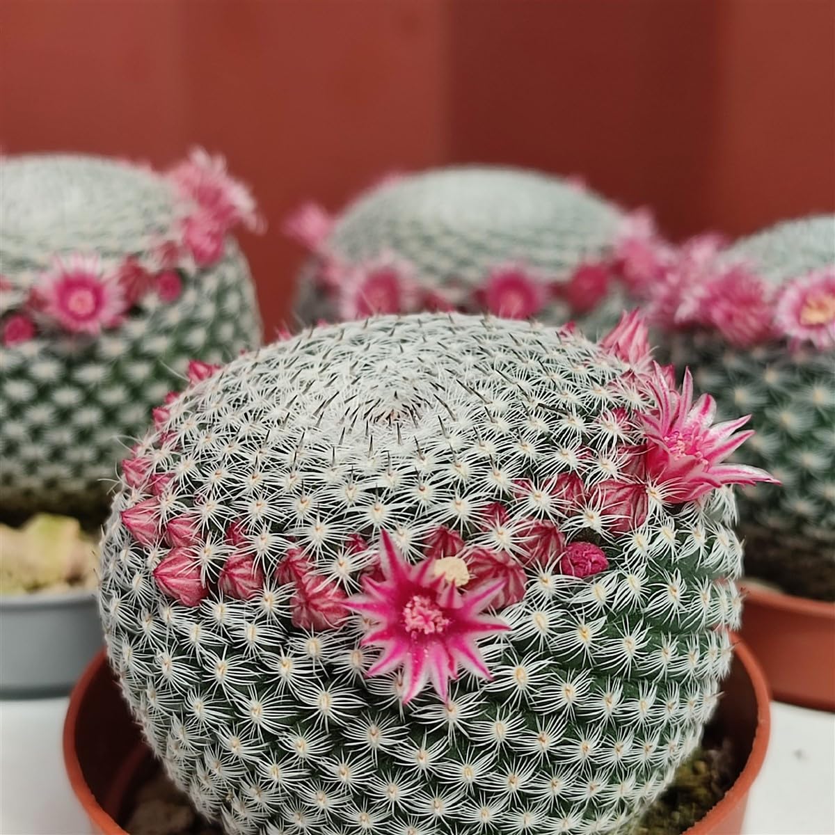 Dream Nursery-Mammillaria pseudoperbelle flowering cactus –Plant Size2.5 inches(Rare). (B0CDZ5PJ3G) Amazon Price History, Amazon Price Tracker
