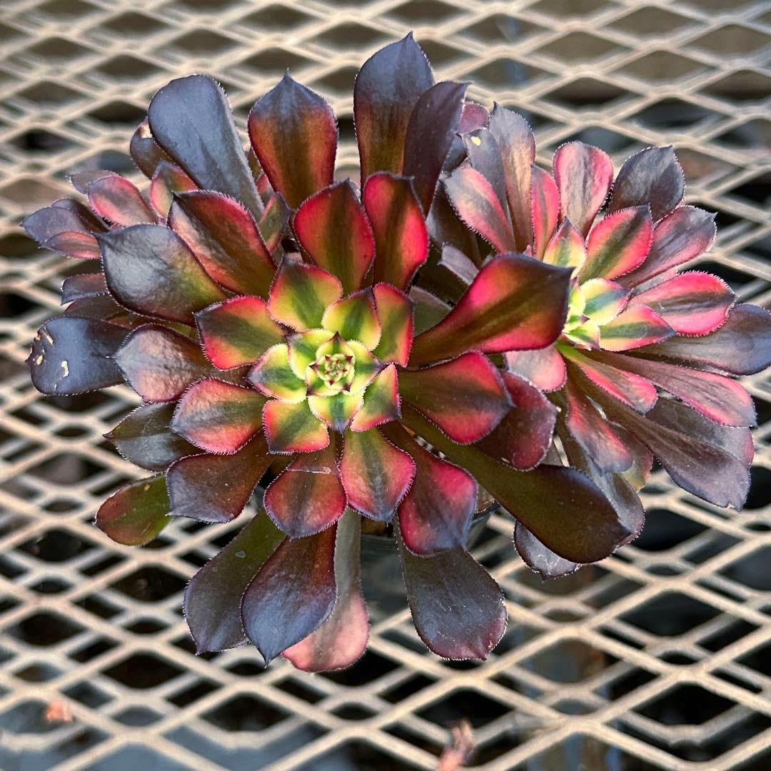 Amazon.co.jp: アエオニウム 黄銅壺錦 多肉植物 抜き苗 群生苗 : Hobbies