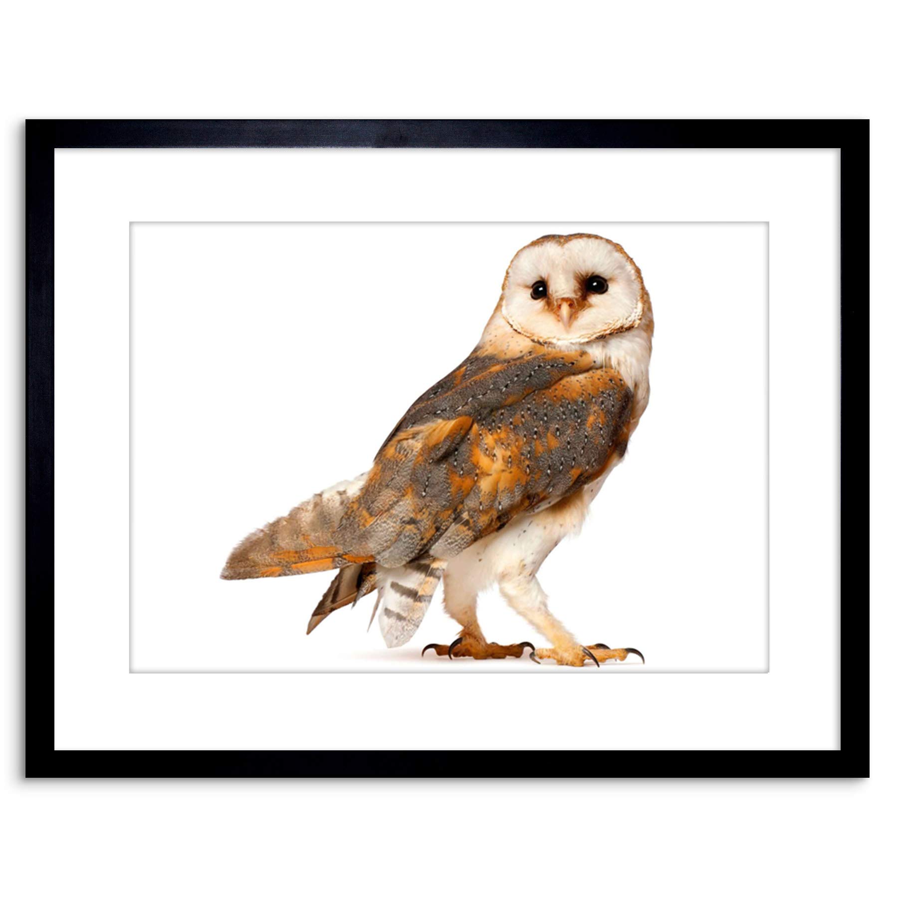 Wee Blue Coo Photo Barn Owl Alba Bird Pray Framed Wall Art Print