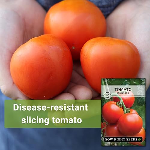 Miniatura 3 de Sow Right Seeds - Semillas de tomate Marglobe para plantar - Paquete de reliquia sin OMG con instrucciones para plantar y cultivar un huerto casero