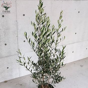 Amazon.co.jp: ITANSE オリーブの苗木 ひなかぜ 8号 1個売り