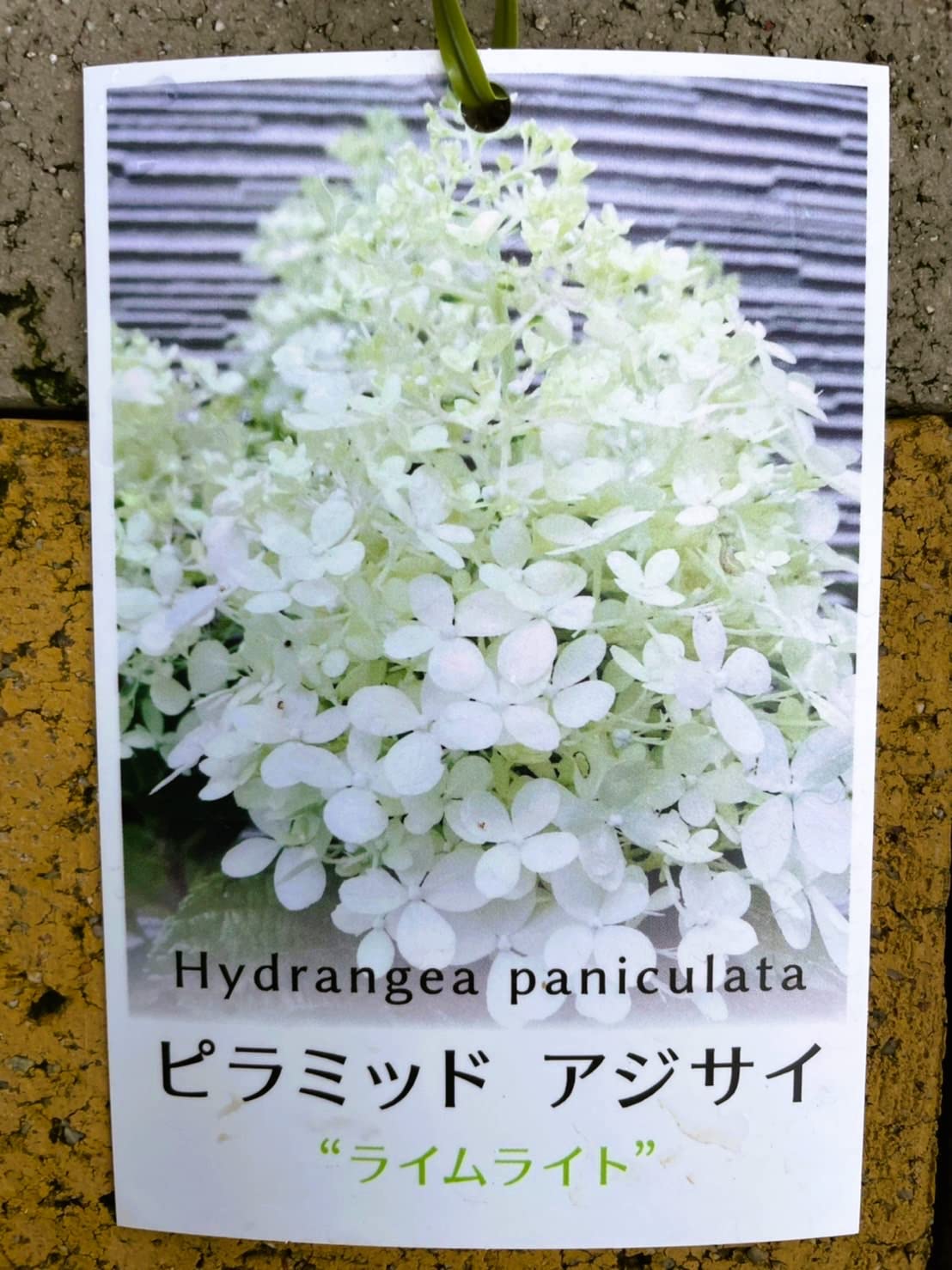 Amazon.co.jp: 密集した花房 存在感があり華やかなピラミッドアジサイ