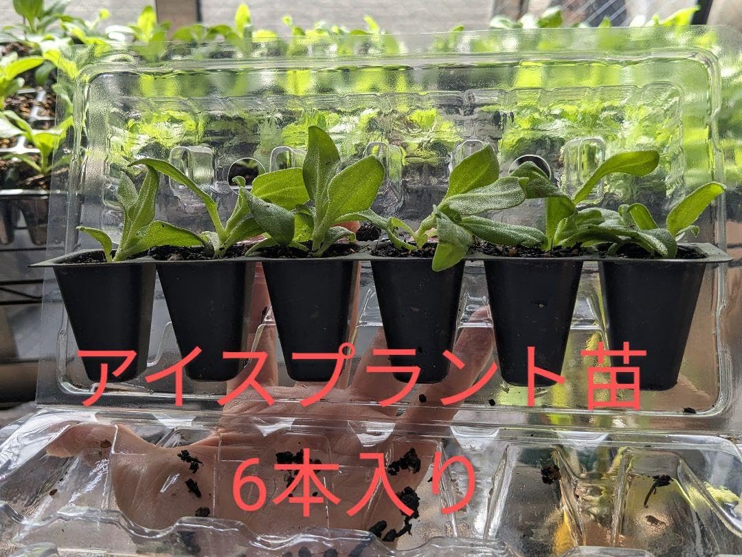 Amazon.co.jp: アイスプラント 苗(小) 6株セット : DIY・工具・ガーデン