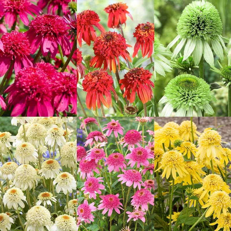 Breathtaking Perennial Flower Seeds For Sale View Collection Breathtaking Perennial Flower Seeds For Sale View Collection