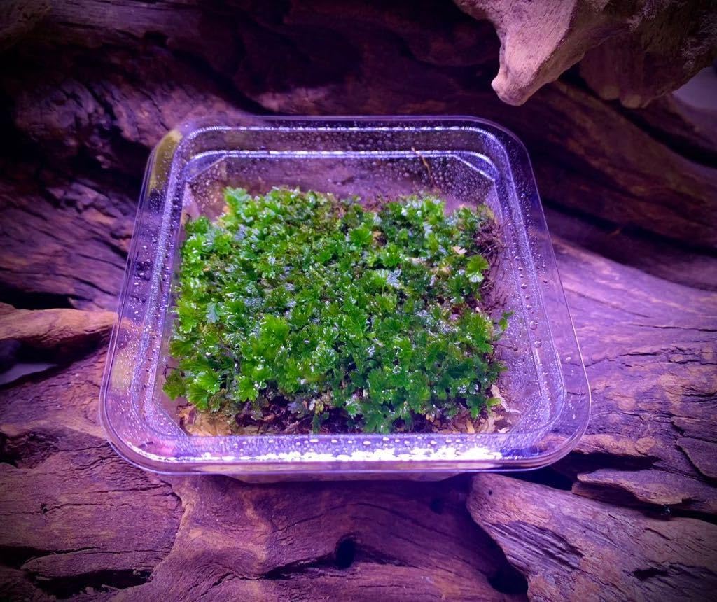 【新品】天然珊瑚サンゴ 剥製 タツノオトシゴ 貝殻 ヒトデ 2kg以上 天然珊瑚サンゴ 剥製 タツノオトシゴ 貝殻 ヒトデ 2kg以上