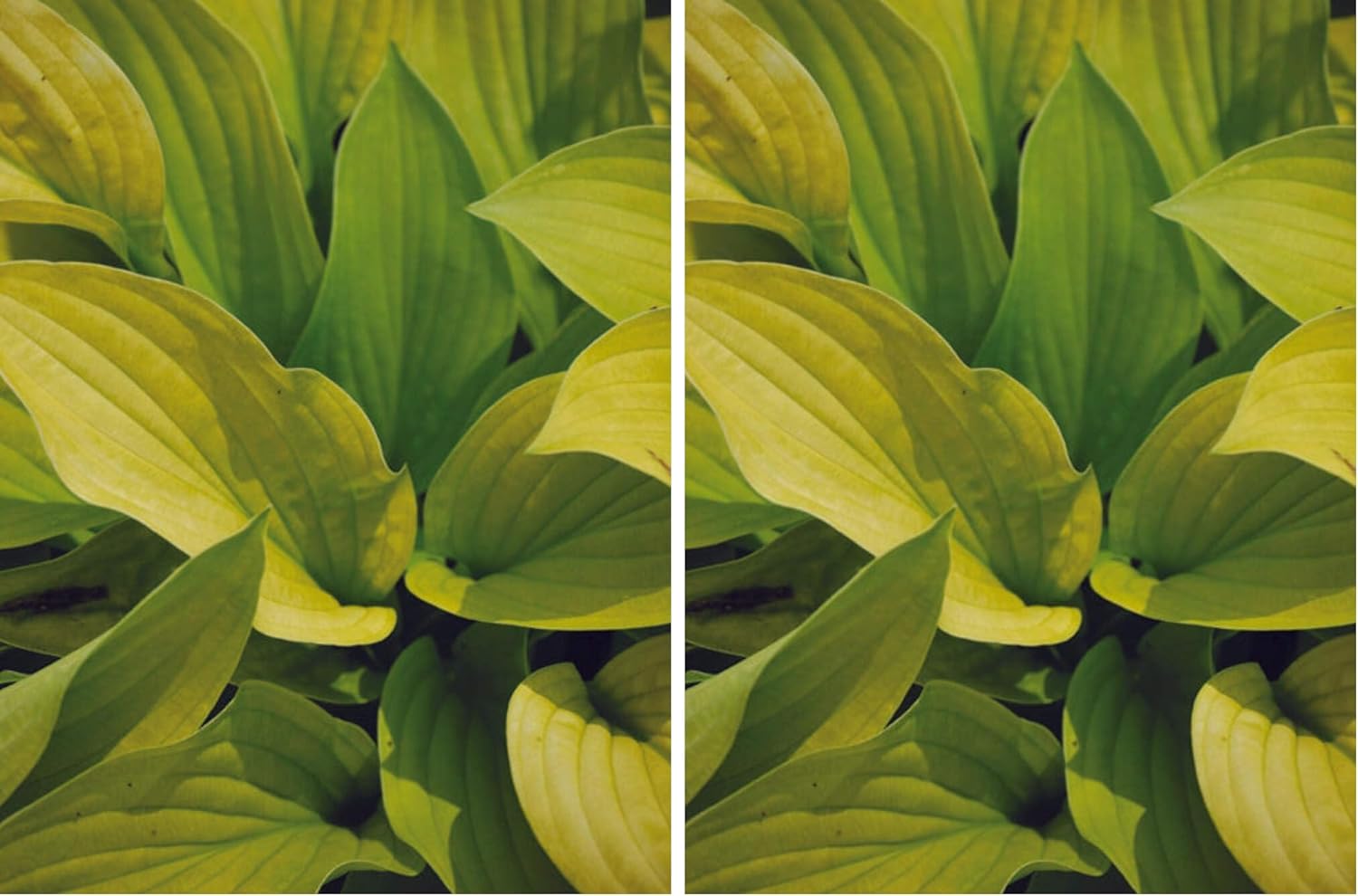 Perennial Farm Marketplace Hosta x 'August Moon' (Plantain Lily) Perennial, Size-#1 Container, Gold Leaves with White Flowers