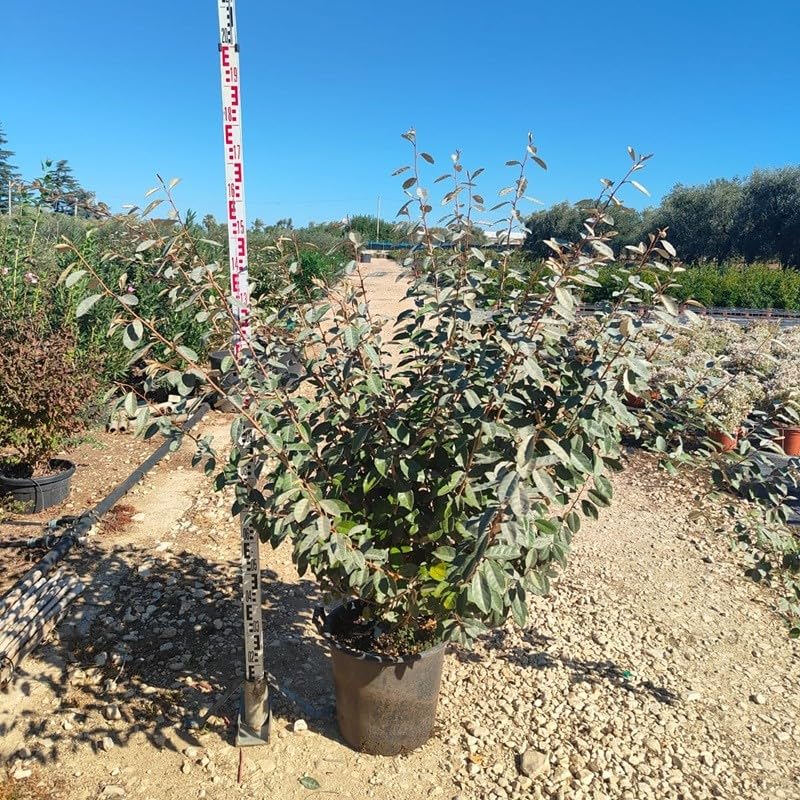Pianta Elaeagnus ebbingei