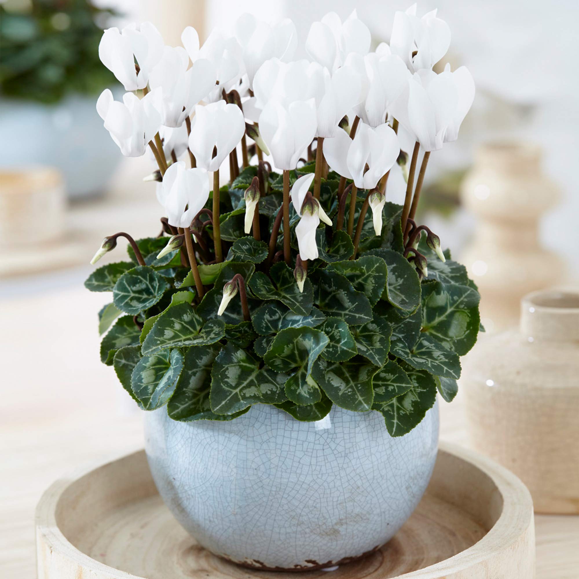 1 x Cyclamen persicum White | Colourful Flowering Deciduous Plant | 12cm Pot