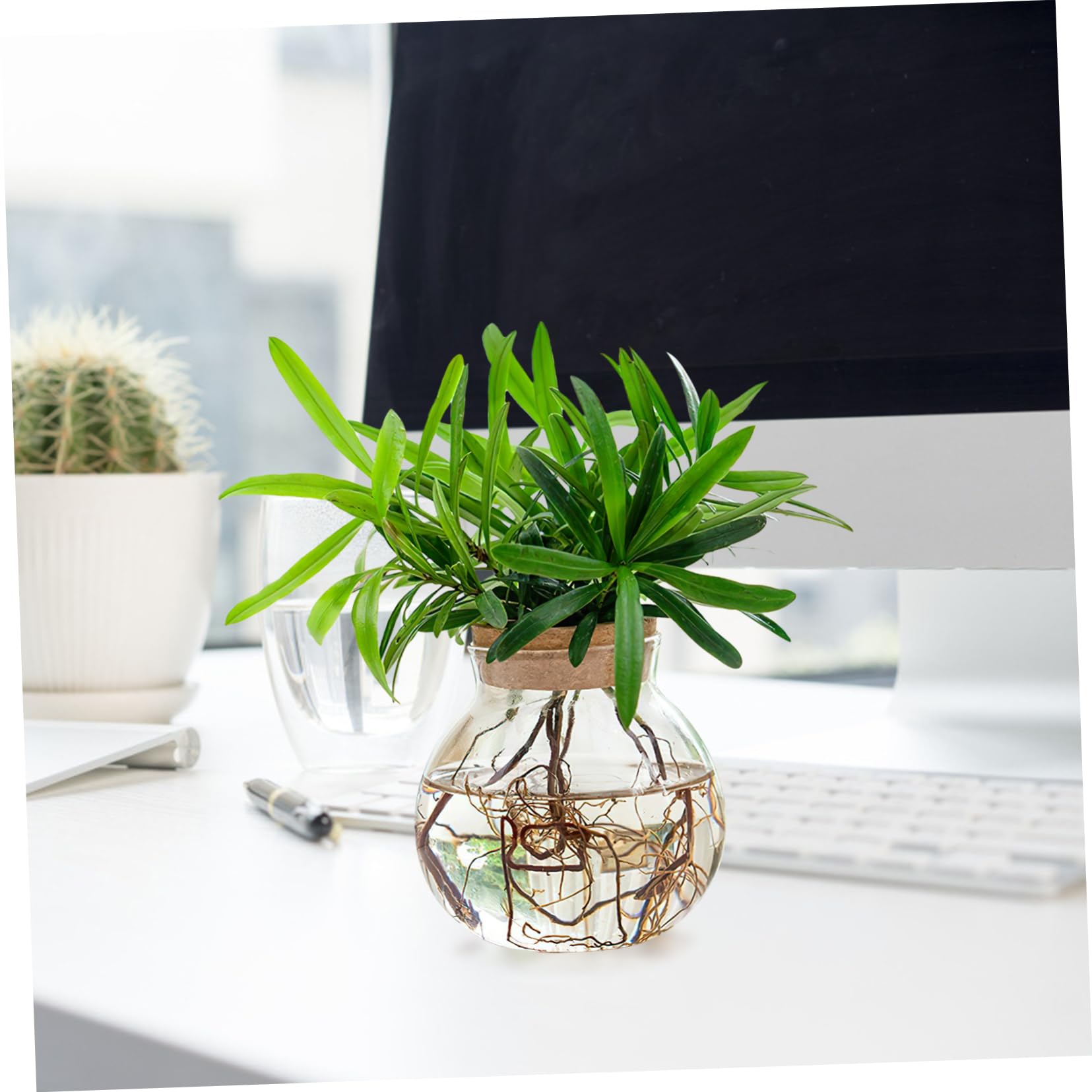 Amazon.co.jp: 水耕ガラス瓶 デスクトップ水耕花瓶 モンステラ植物用