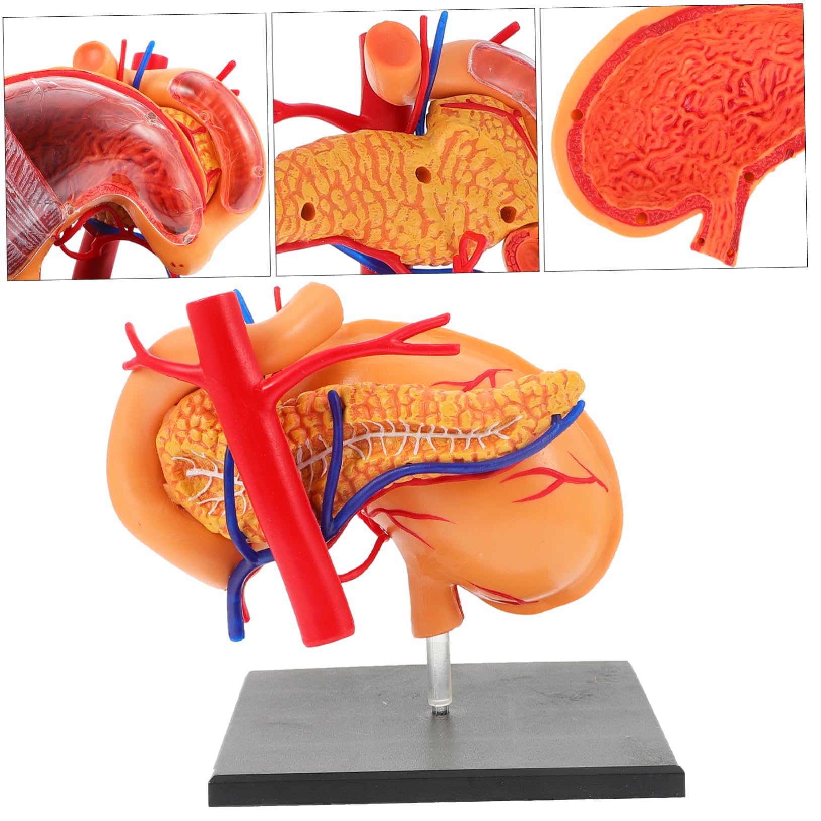 Alipis 1pezzi Modello Anatomico Stomaco in Strumento Didattico Per Materiale Per Insegnamento Biologico Per Dimostrazione Scolastica