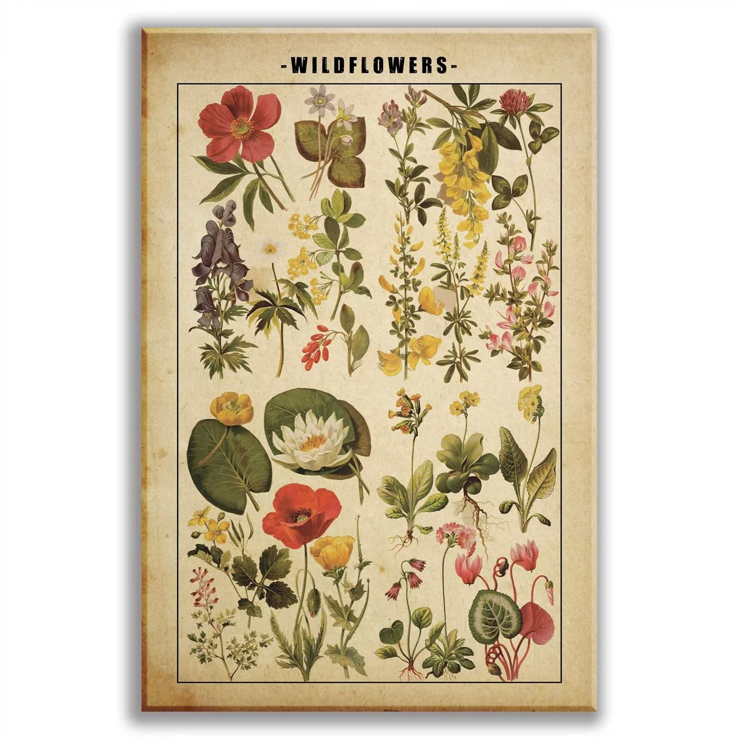 アート ヴィンテージ フランス 植物画 額入り ウォールアート Amazon.co.jp: ボタニカルウォールアート、ヴィンテージフローラル