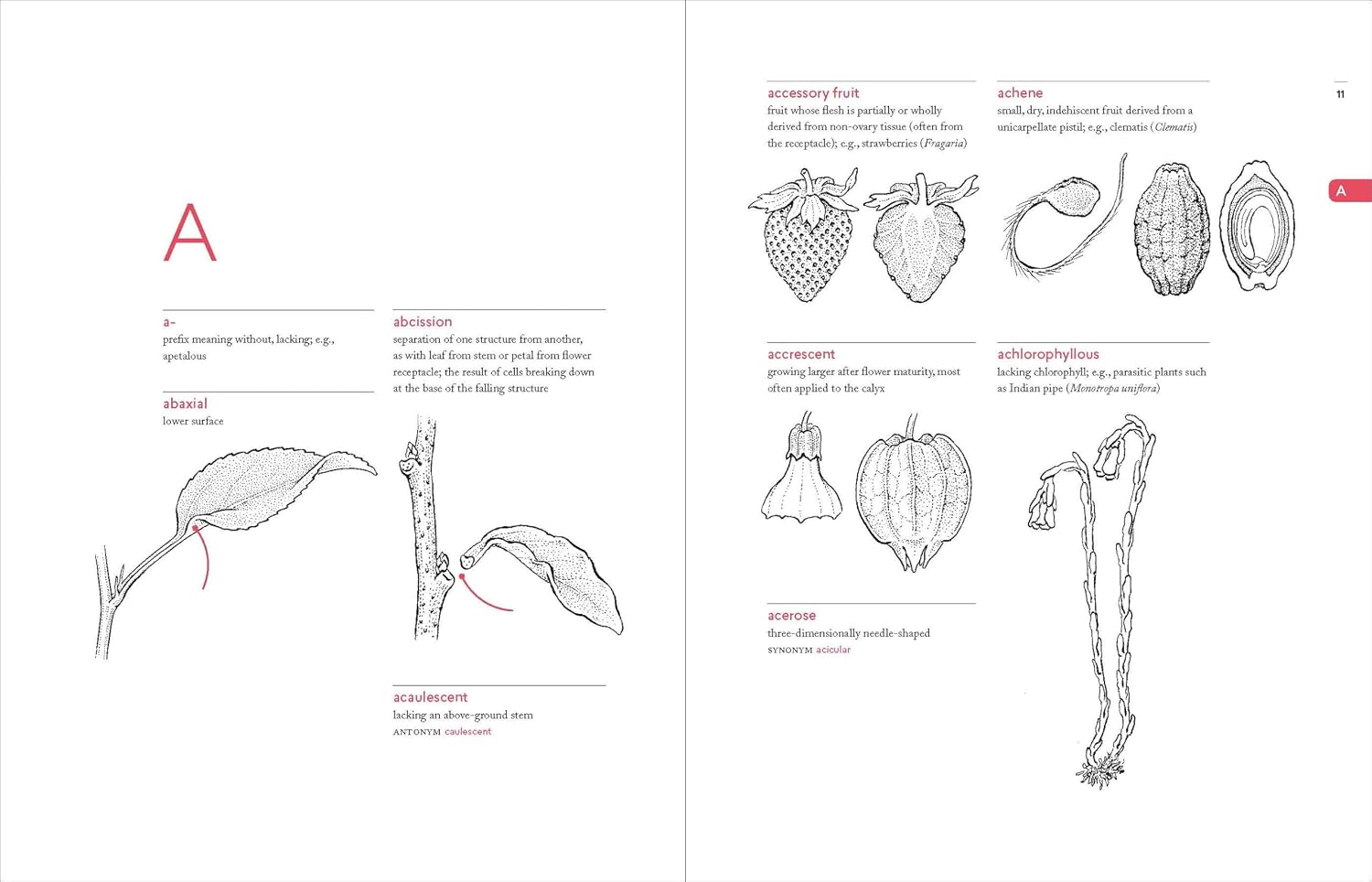 A Botanist's Vocabulary: 1300 Terms Explained and Illustrated (Science for Gardeners)