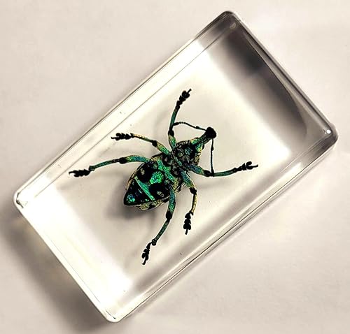 Miniatura 117 de Escarabajo de algodoncillo azul cobalto real de 1.732 in en espécimen de resina de lucita cristalina, insectos, insectos preservados, colección