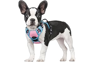 rabbitgoo No-Pull Dog Harness, He's Out Here!