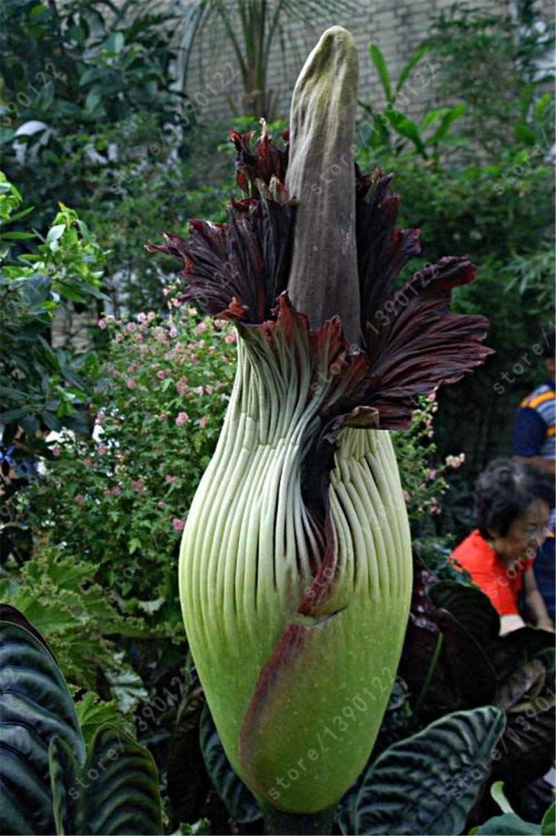 5seeds / Bag Corpse Fiore, Titan Arum, Semi di Fiore, Beautiful Corpse impianto, Il Fiore più Grande al Mondo, per la casa Giardino