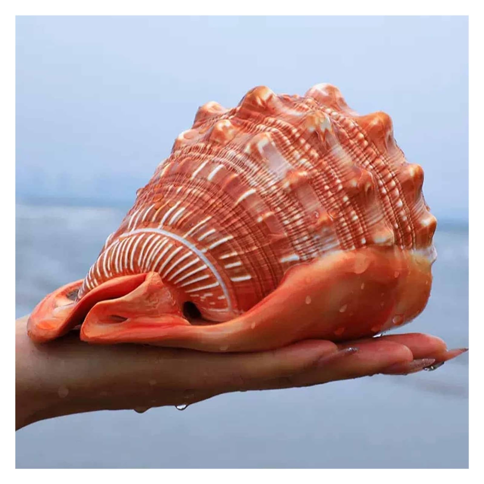 海の神秘 巨大貝殻 貝殻 コレクション 全25〜 珍品 奇品 南洋 海の