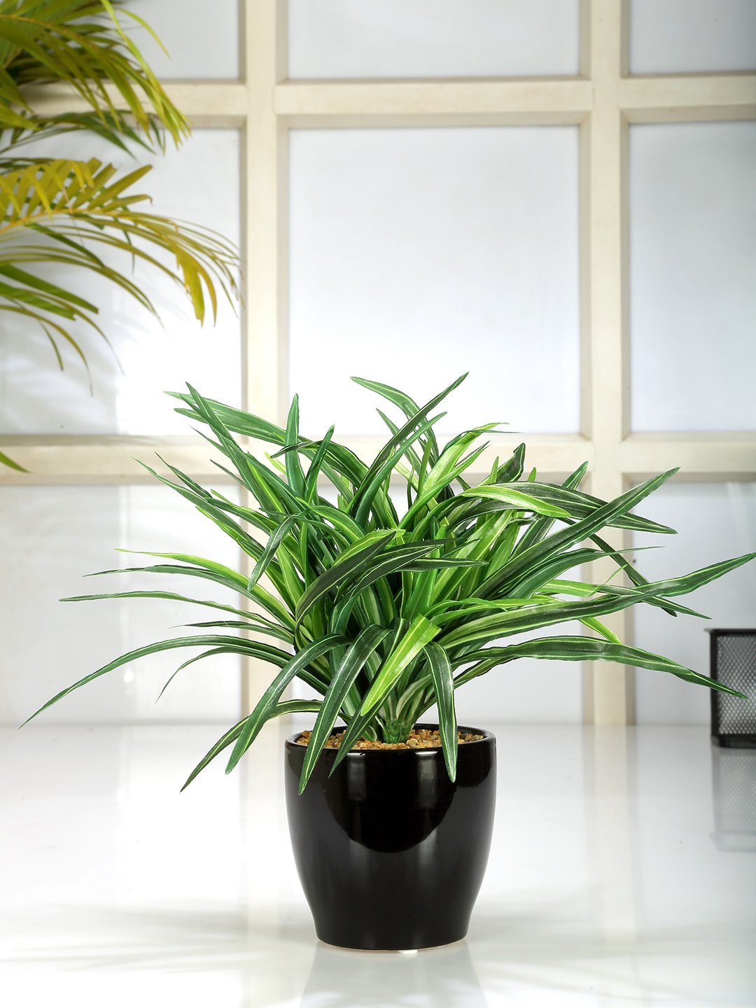 Fourwalls 27 cm Tall Artificial Dracaena Bonsai in a Glazed Ceramic vase(Green and White)