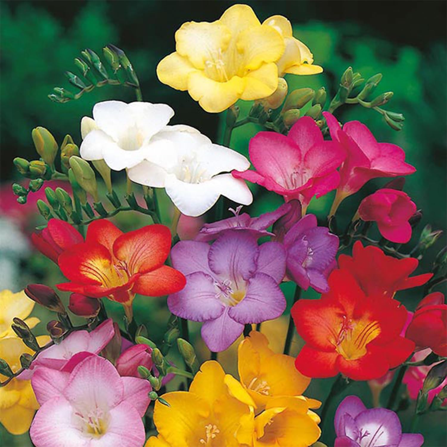 Anandi Greens Freesia Flower Bulbs Mixed Color Premium Fragrant Winter Flowers for Outdoor Gardening Balcony and Pots Easy to Grow (5 Bulbs)-image-48